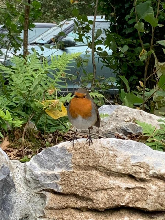 Burren Court Lodge Ballyvaughan Dış mekan fotoğraf
