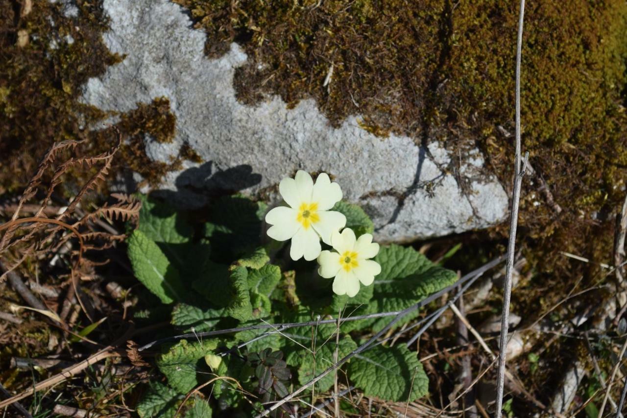 Burren Court Lodge Ballyvaughan Dış mekan fotoğraf